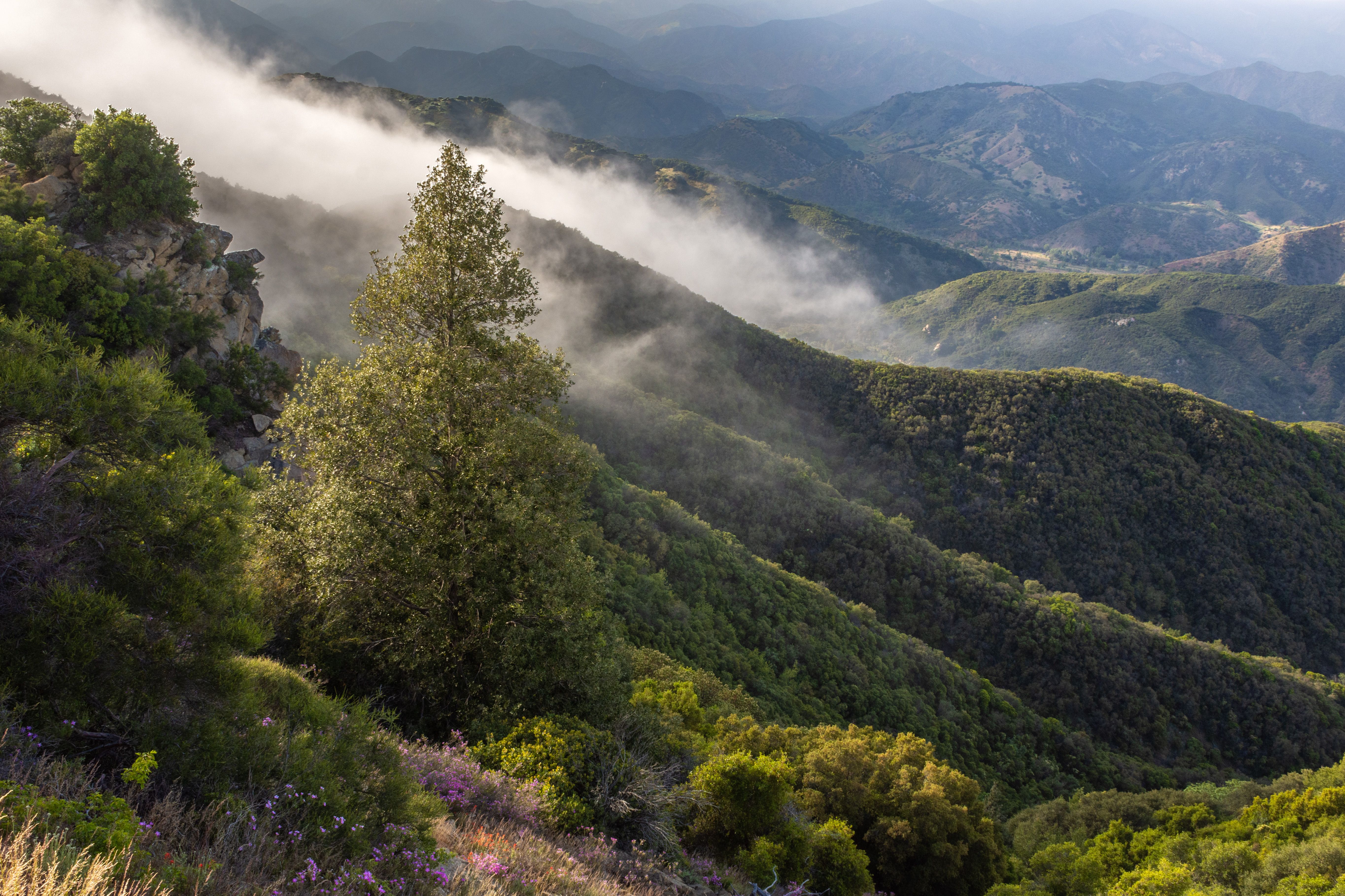 Chaparral of the forest with fog drifting down a valley in the foothills.
